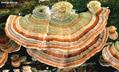 Coriolus versicolor ، Polyporus versicolor